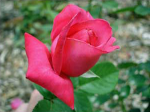 Elizabeth Taylor Rose