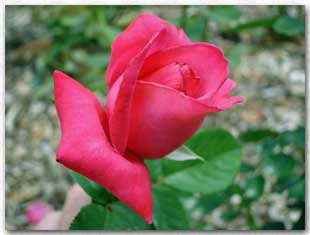 Elizabeth Tayor Rose